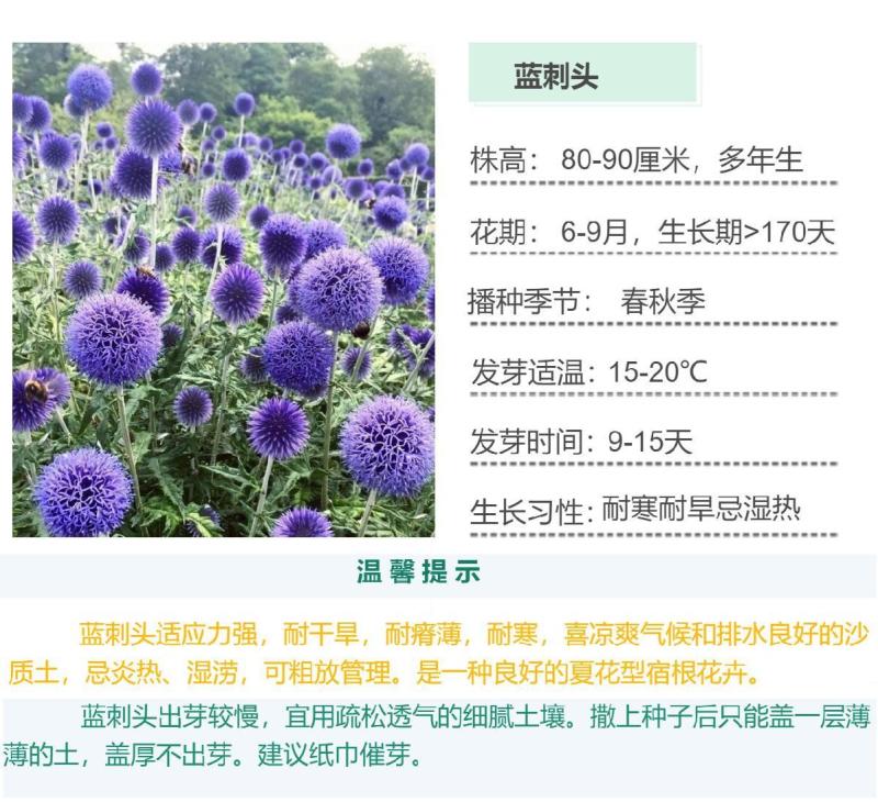 蓝刺头花种籽子多年生宿根花卉种子冬季耐寒室内阳台庭院盆栽