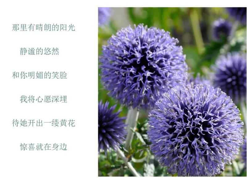 蓝刺头花种籽子多年生宿根花卉种子冬季耐寒室内阳台庭院盆栽