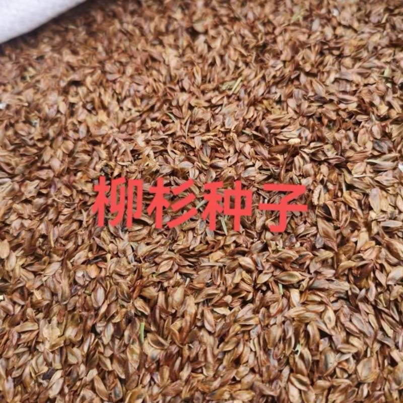 柳杉种子四季绿化园林庭院景观