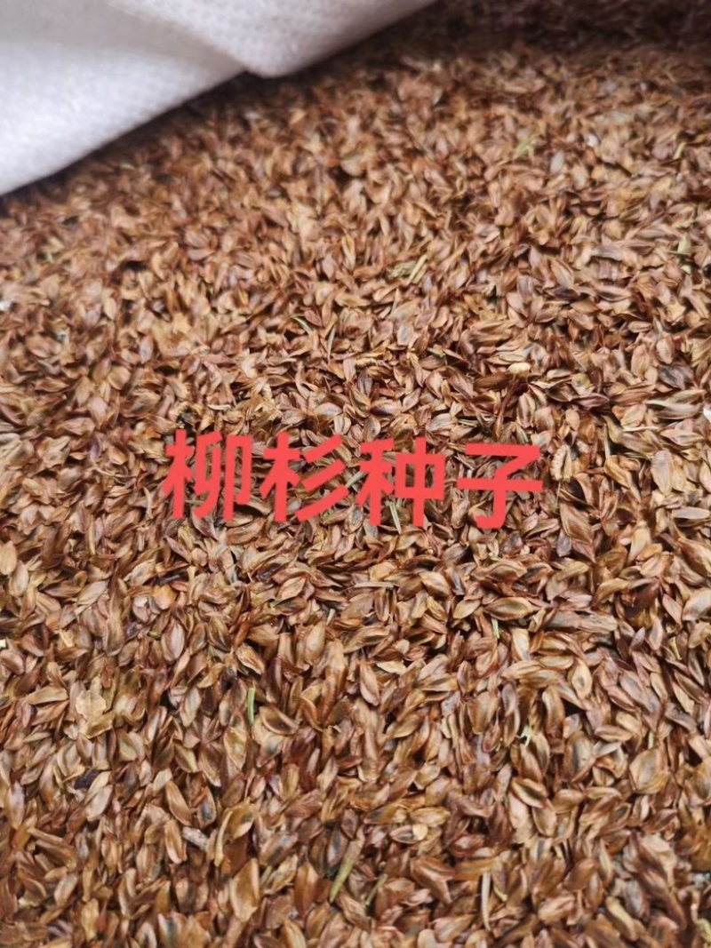 柳杉种子四季绿化园林庭院景观