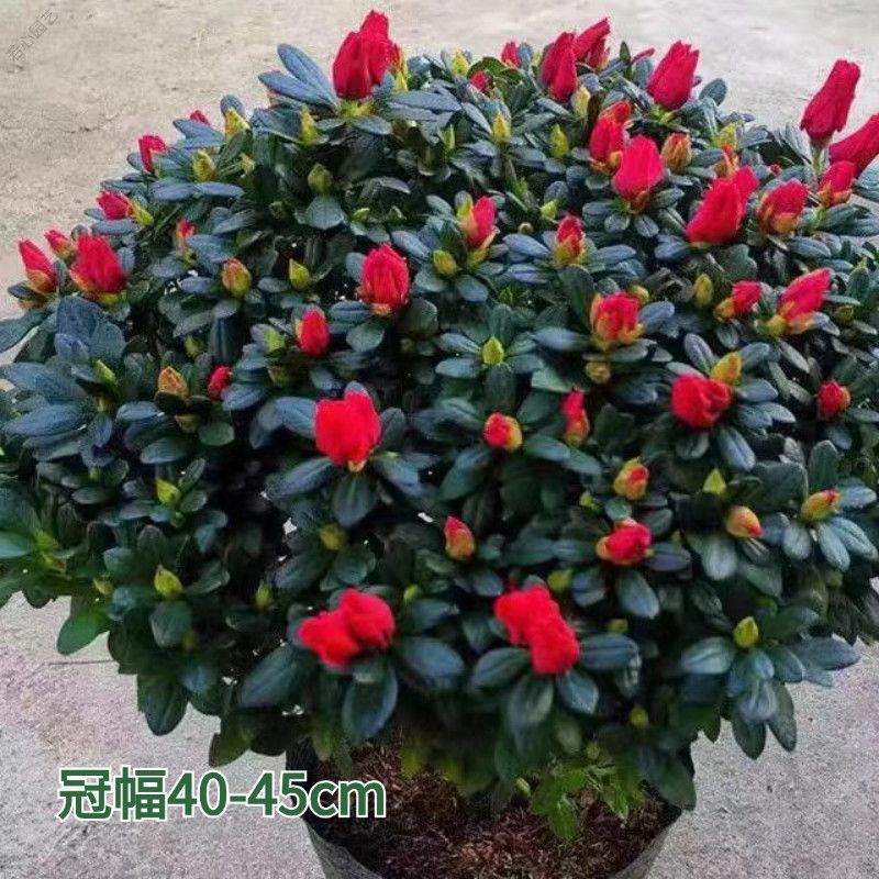 福建杜鹃梅红杜鹃西玛小桃红樱桃红一手货源