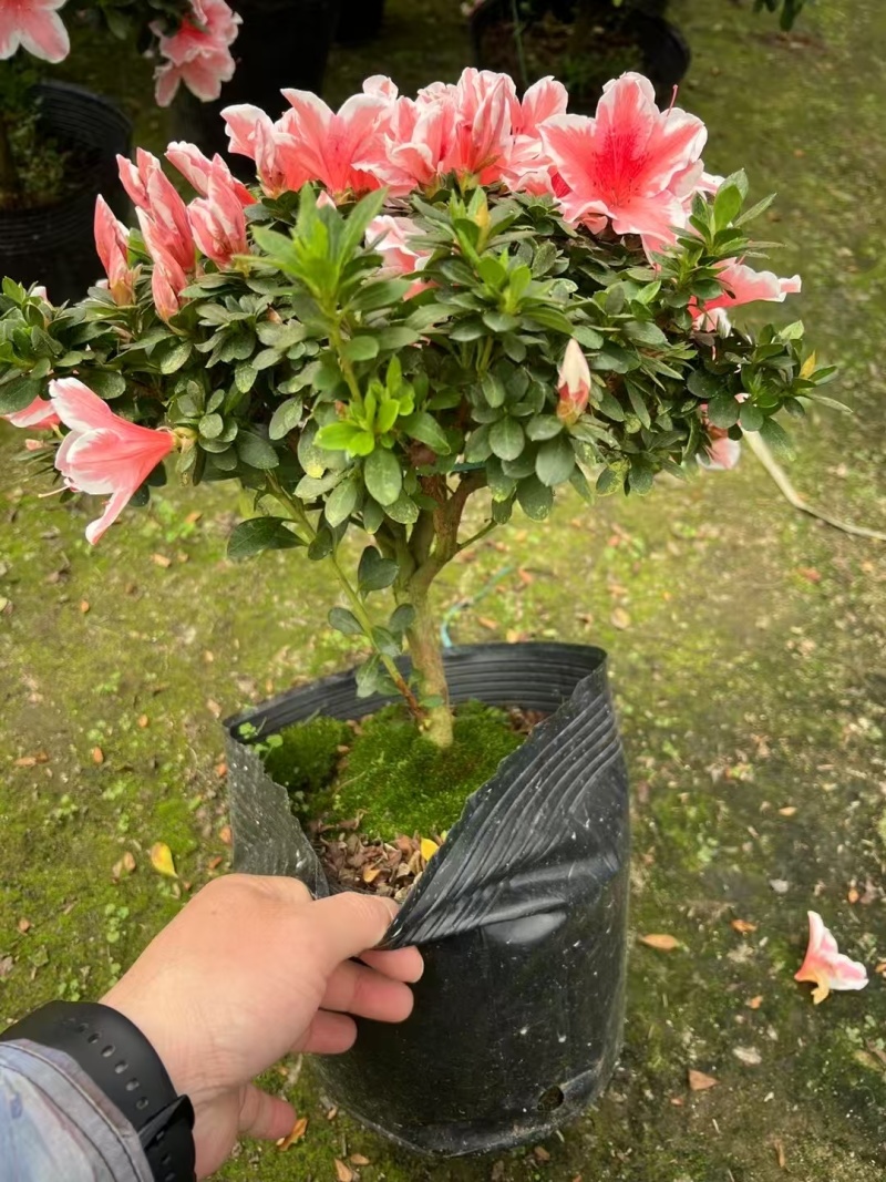 福建杜鹃梅红杜鹃西玛小桃红樱桃红一手货源