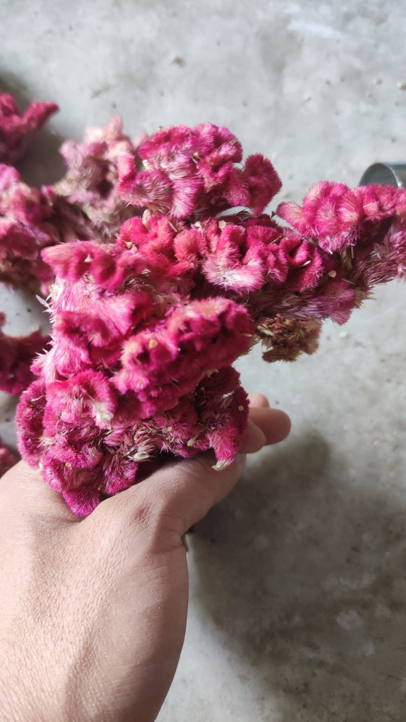 鸡冠花中药材红鸡冠花、白鸡冠花图片实拍产地发货