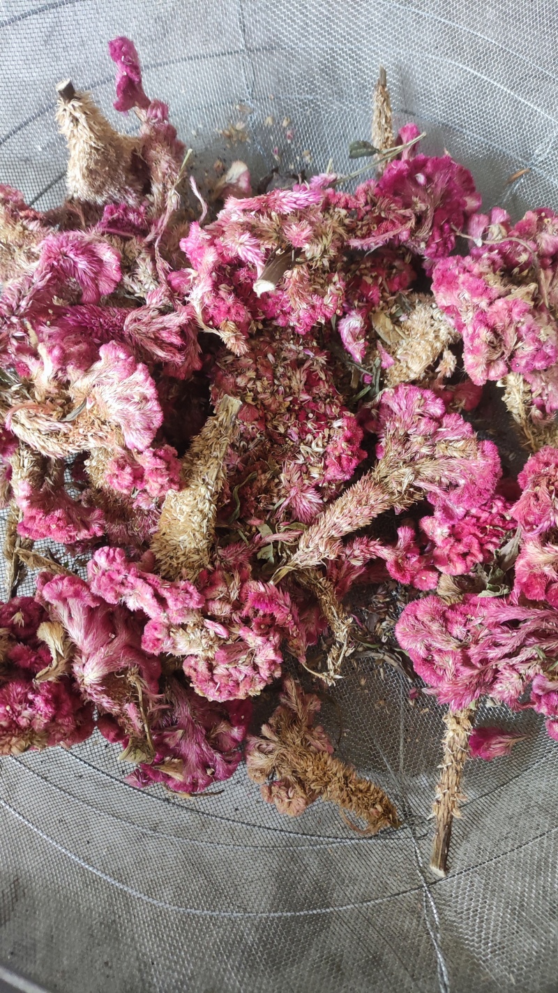鸡冠花中药材红鸡冠花、白鸡冠花图片实拍产地发货
