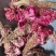 鸡冠花中药材红鸡冠花、白鸡冠花图片实拍产地发货