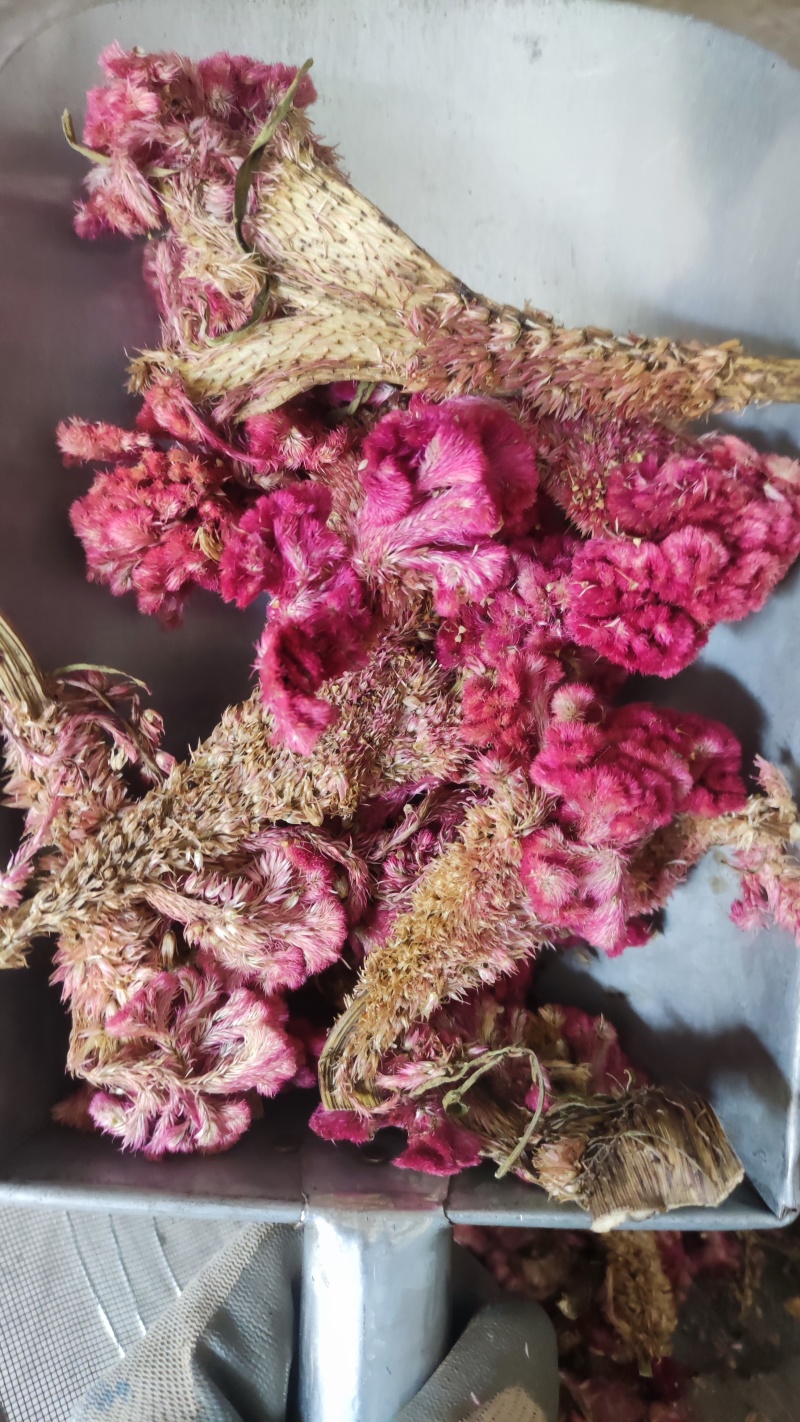 鸡冠花中药材红鸡冠花、白鸡冠花图片实拍产地发货