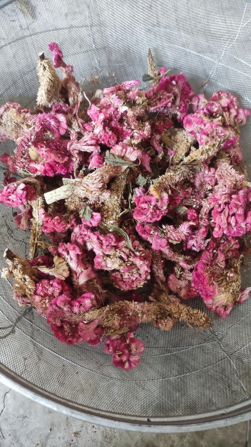 鸡冠花中药材红鸡冠花、白鸡冠花图片实拍产地发货