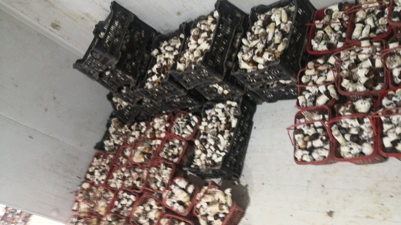 大球盖菇ABC电商团购货可议价