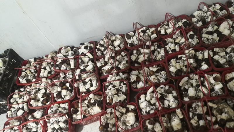 大球盖菇ABC电商团购货可议价