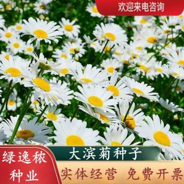 大滨菊种子小滨菊园林景观花海庭院花卉种子多年生花种子花籽