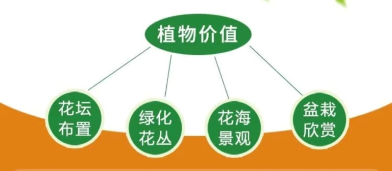 大滨菊种子小滨菊园林景观花海庭院花卉种子多年生花种子花籽