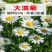 大滨菊种子小滨菊园林景观花海庭院花卉种子多年生花种子花籽