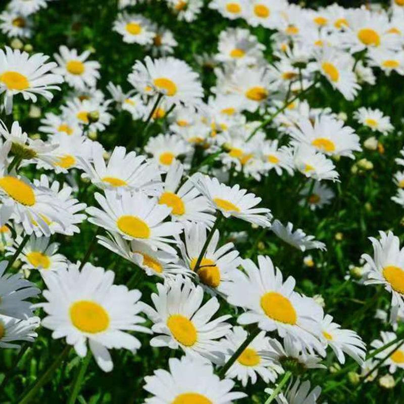 大滨菊种子小滨菊园林景观花海庭院花卉种子多年生花种子花籽