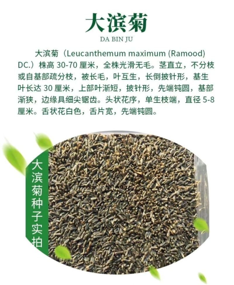 大滨菊种子小滨菊园林景观花海庭院花卉种子多年生花种子花籽