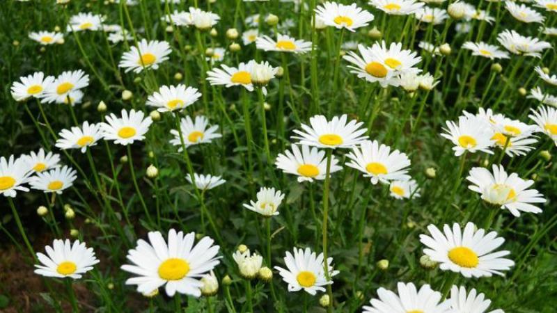 大滨菊种子小滨菊园林景观花海庭院花卉种子多年生花种子花籽