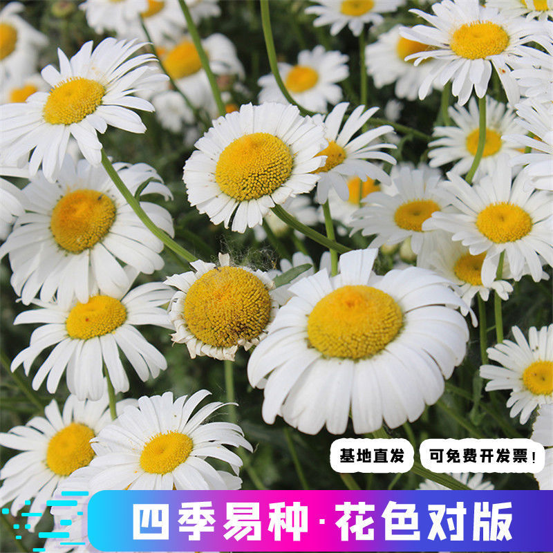大滨菊种子小滨菊园林景观花海庭院花卉种子多年生花种子花籽