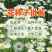 大滨菊种子小滨菊园林景观花海庭院花卉种子多年生花种子花籽