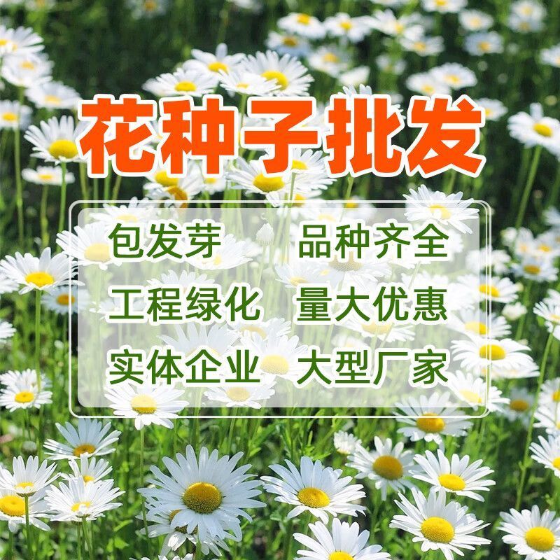 大滨菊种子小滨菊园林景观花海庭院花卉种子多年生花种子花籽
