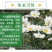 大滨菊种子小滨菊园林景观花海庭院花卉种子多年生花种子花籽