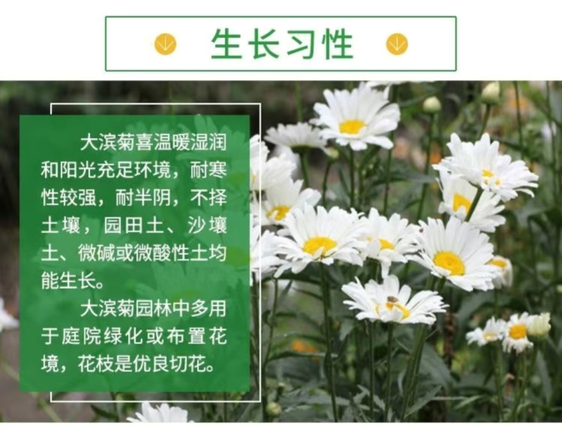 大滨菊种子小滨菊园林景观花海庭院花卉种子多年生花种子花籽