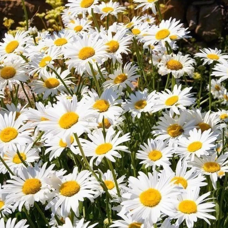 大滨菊种子小滨菊园林景观花海庭院花卉种子多年生花种子花籽