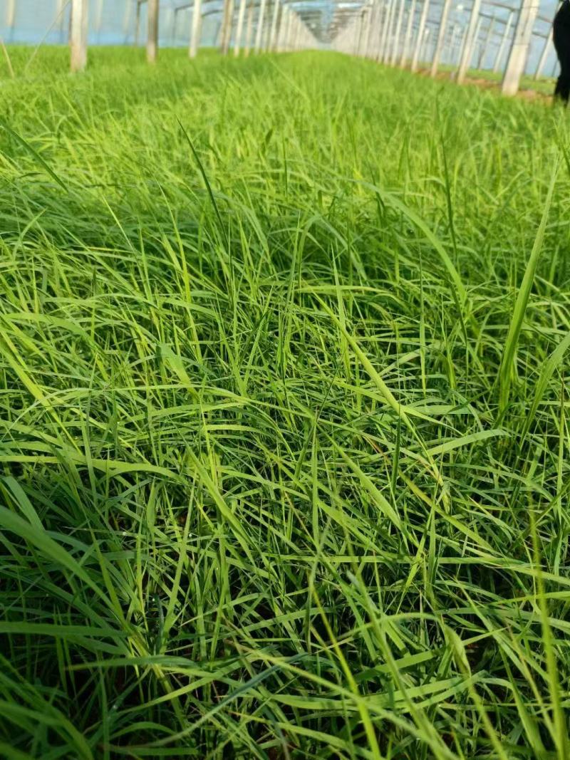 供应芦苇苗绿化工程芦苇苗一手货源充足规格多样