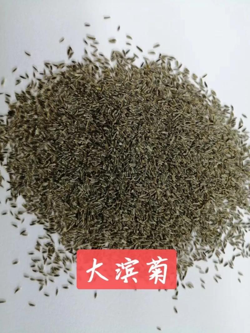 大滨菊种子小滨菊园林景观花海庭院花卉种子多年生花种子花籽