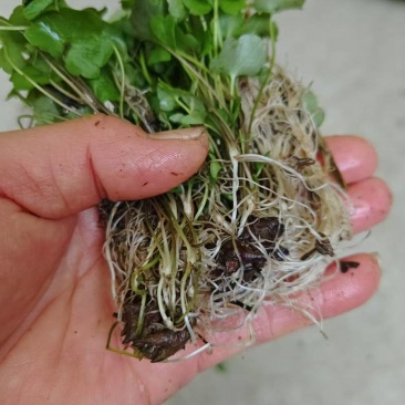 猫爪草种苗，三年家种驯化苗