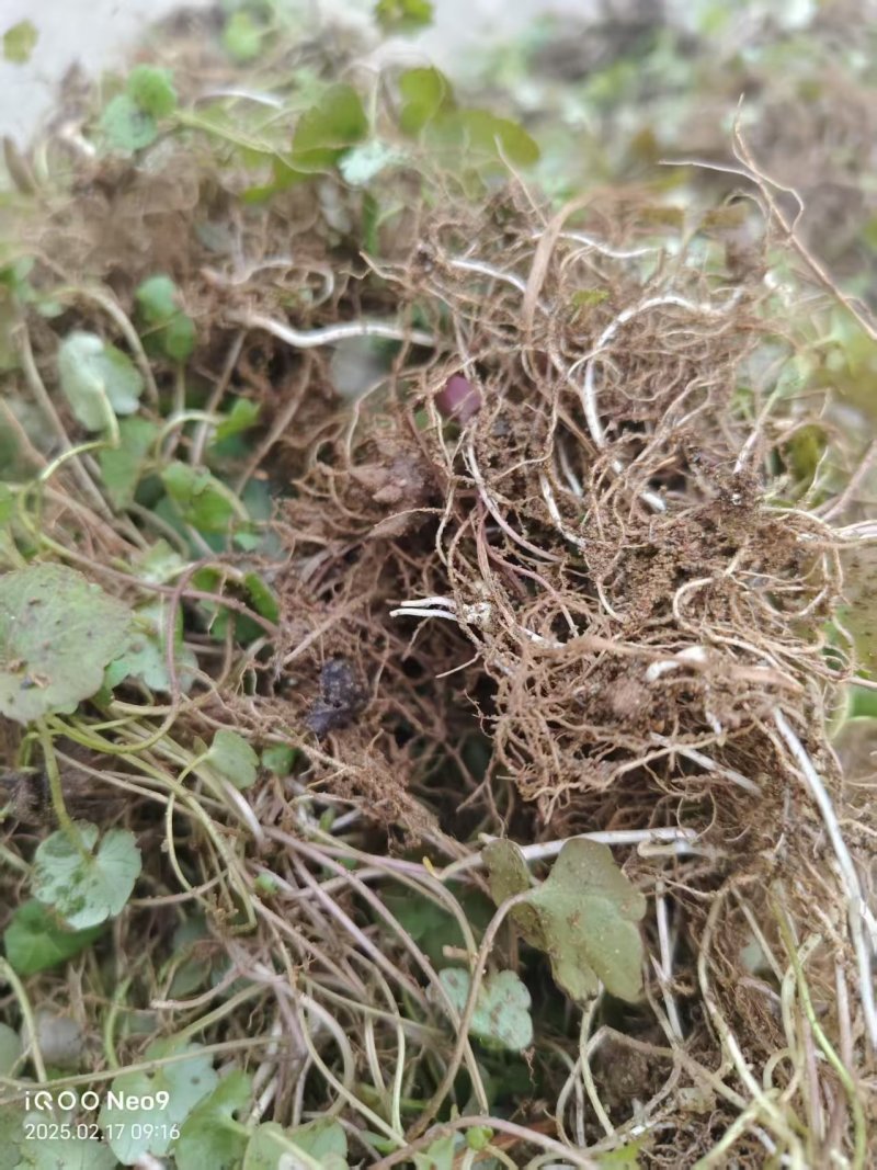 猫爪草种苗，三年家种驯化苗