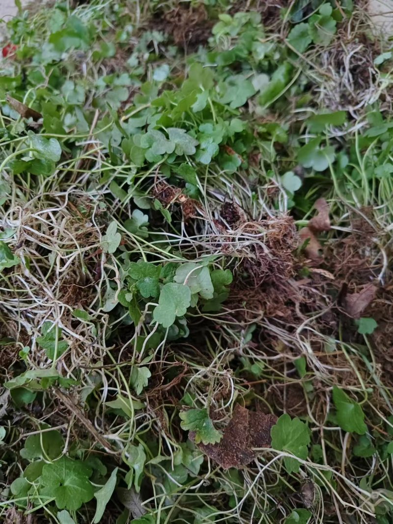 猫爪草种苗，三年家种驯化苗