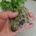猫爪草种苗，三年家种驯化苗