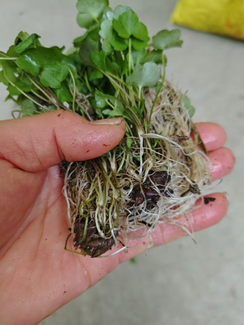 猫爪草种苗，三年家种驯化苗