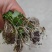 猫爪草种苗，三年家种驯化苗