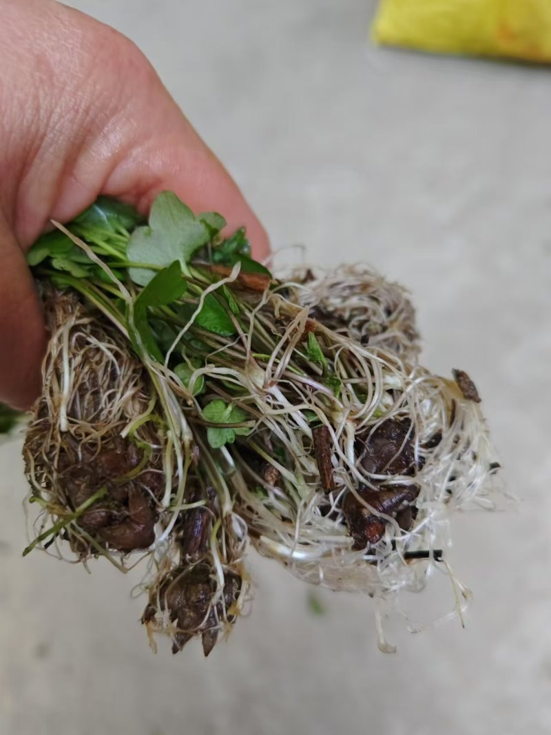猫爪草种苗，三年家种驯化苗