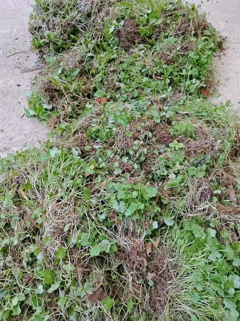 猫爪草种苗，三年家种驯化苗