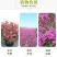 矮雪轮种子地被盆栽春播花卉花种子四季花卉四季开花