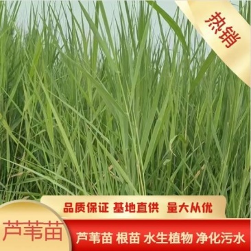 供应芦苇苗绿化工程芦苇苗一手货源充足规格多样