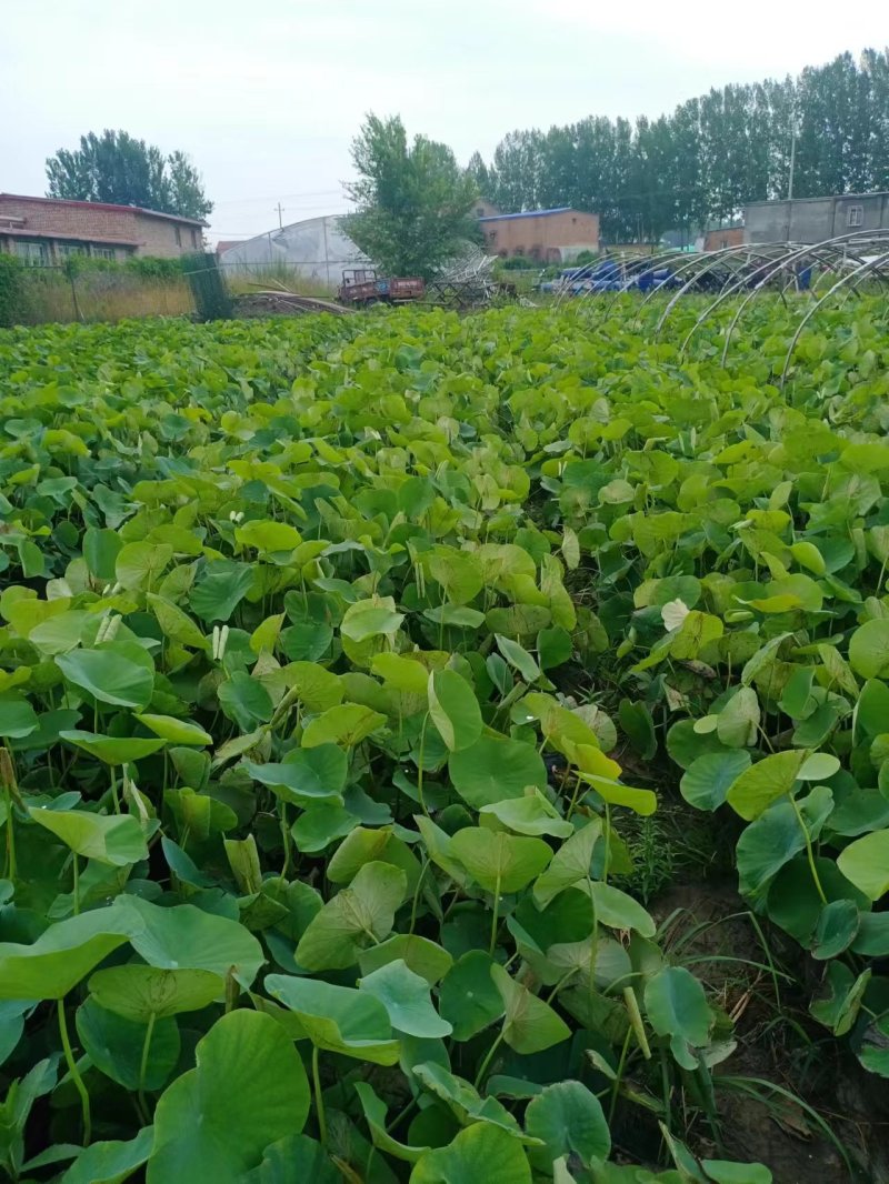 供应荷花苗盆栽荷花品种苗大量供应园林绿化工程用苗