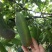 （真无籽贵）无籽八月瓜苗合作社基地批发丁社长正宗无籽