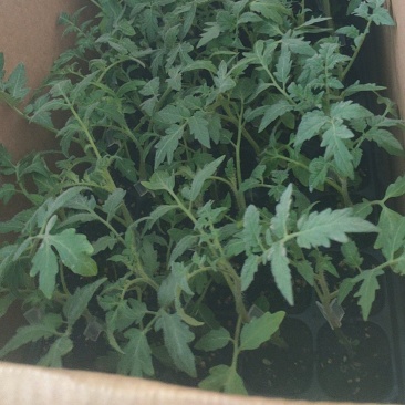 腾地方处理嫁硬粉西红柿苗量大价优电话详谈电商小菜园苗