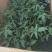 腾地方处理嫁硬粉西红柿苗量大价优电话详谈电商小菜园苗
