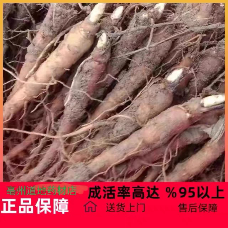 赤勺苗亳州本地赤勺苗