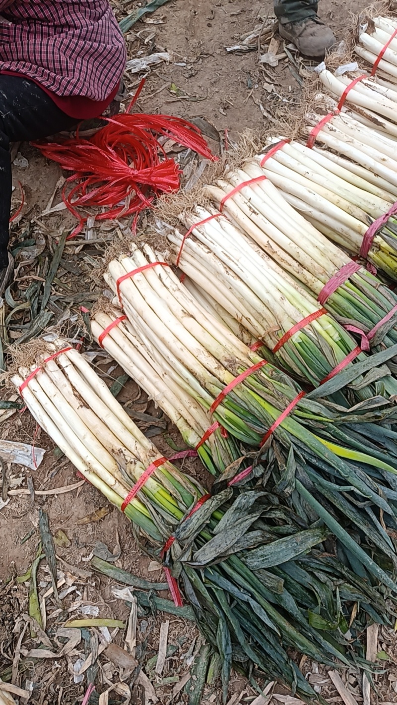 渭北高原，长白大葱杆子白，硬度高，葱味浓。干湿度好。