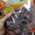 野生红菇