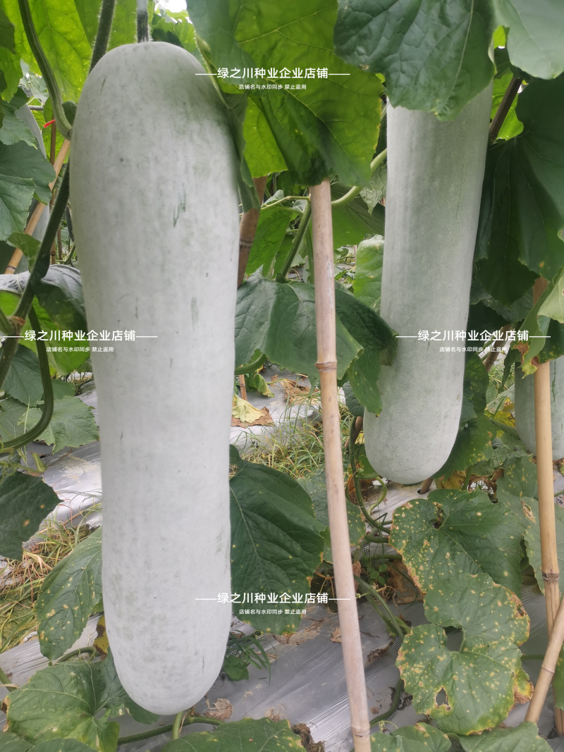 特大粉皮冬瓜种子雪铁龙冬瓜种子长条炮弹形大冬瓜种籽高产瓜