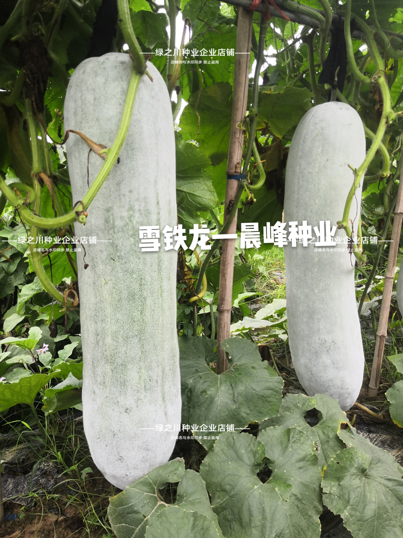 特大粉皮冬瓜种子雪铁龙冬瓜种子长条炮弹形大冬瓜种籽高产瓜