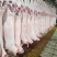羊肉新鲜带皮羊肉精修去油净腔源头厂家直销一只起发