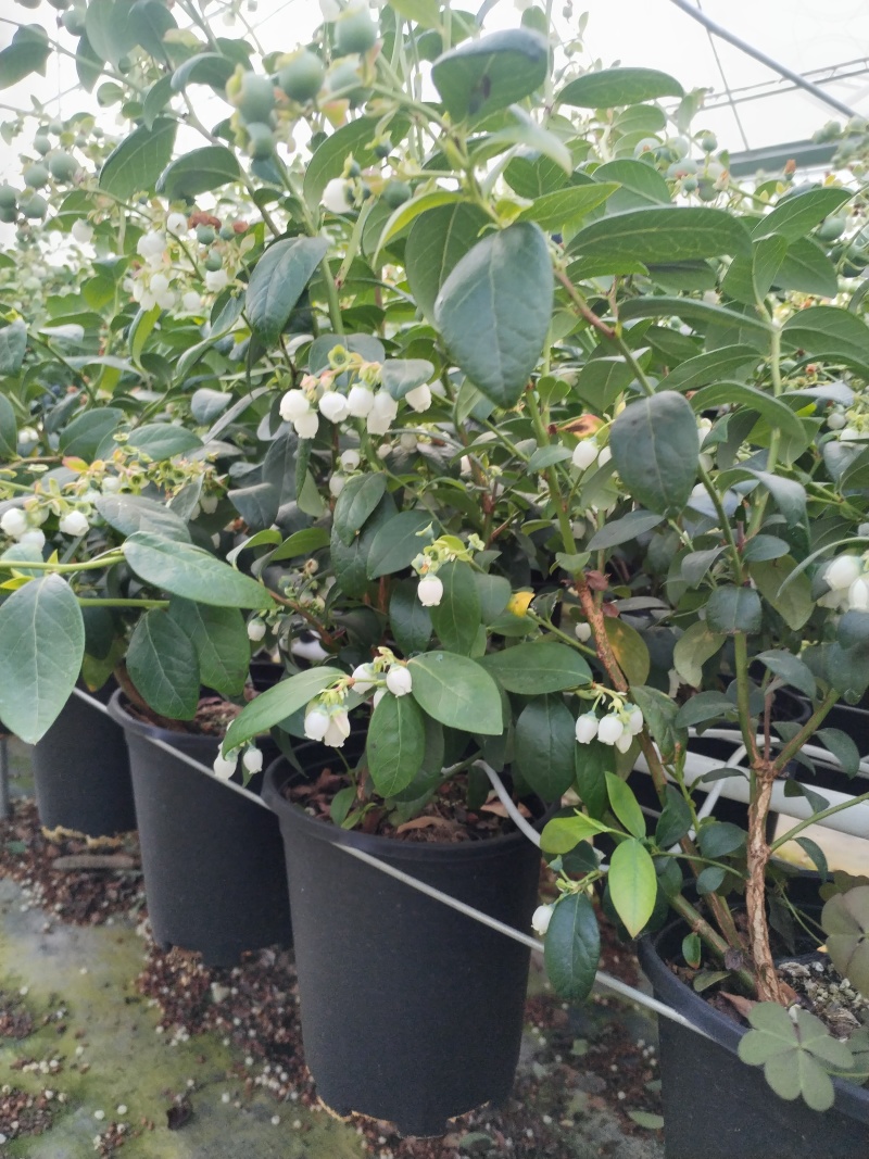 云南澄江蓝莓苗蓝莓树带花带果发货可落地配/整车批发/一件
