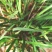 牛筋草