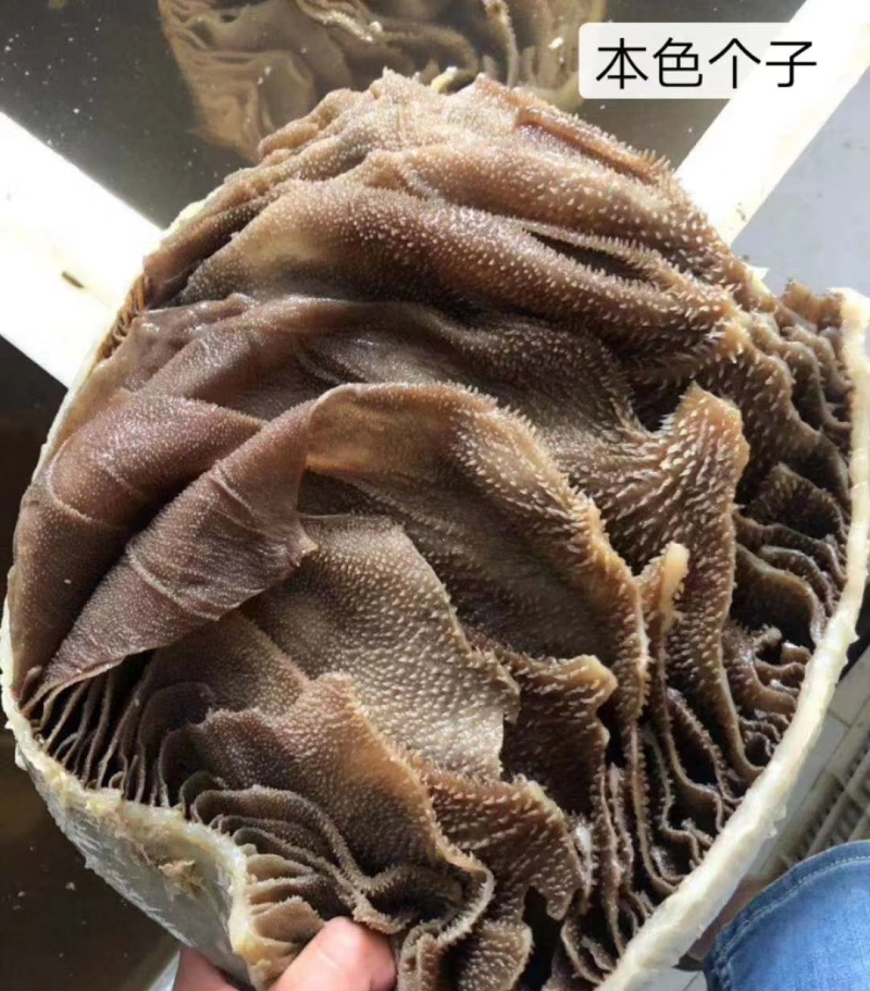 大叶片毛肚个子/大叶毛肚/厂家直发/常年供应/质量保证